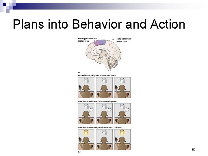 Plans into Behavior and Action 60 