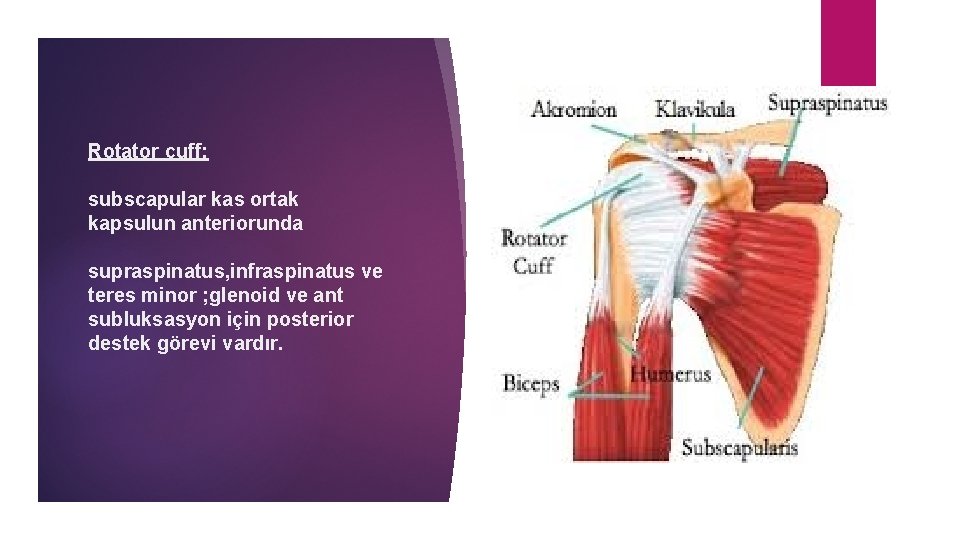 Rotator cuff; subscapular kas ortak kapsulun anteriorunda supraspinatus, infraspinatus ve teres minor ; glenoid