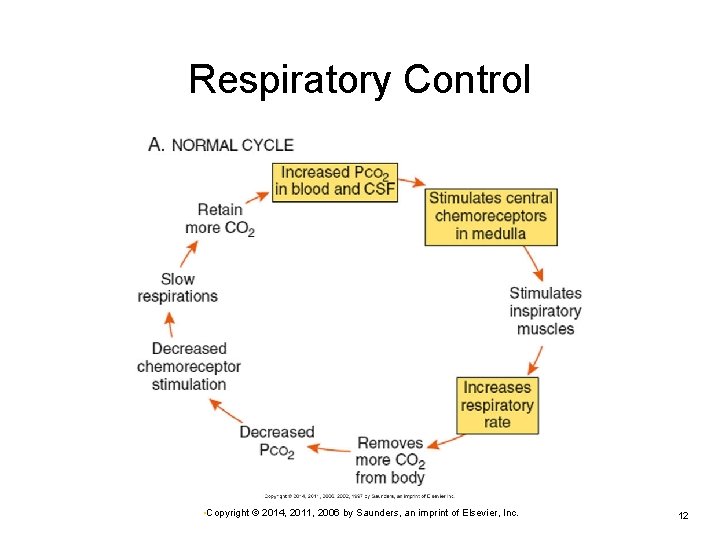 Respiratory Control • Copyright © 2014, 2011, 2006 by Saunders, an imprint of Elsevier,