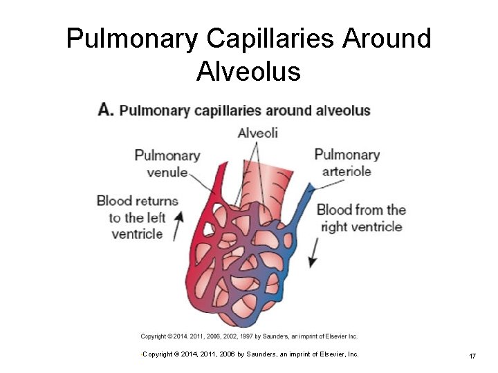 Pulmonary Capillaries Around Alveolus • Copyright © 2014, 2011, 2006 by Saunders, an imprint