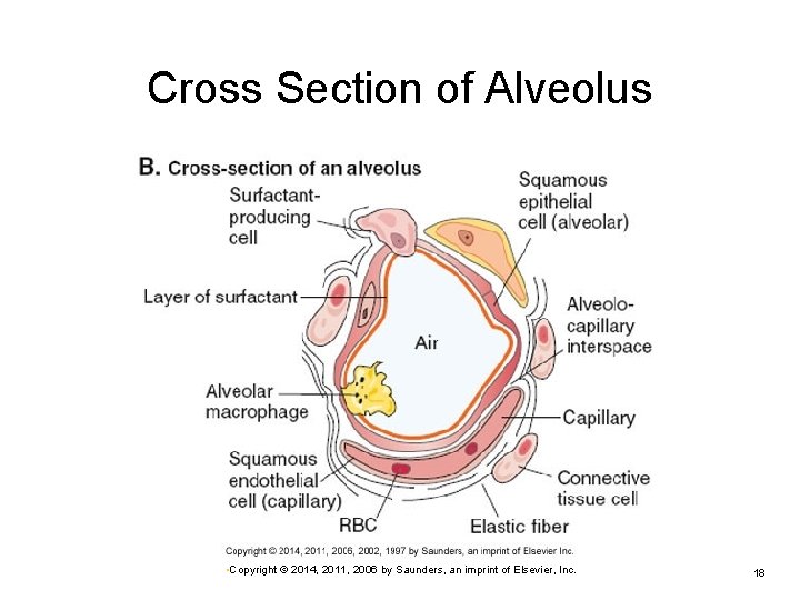 Cross Section of Alveolus • Copyright © 2014, 2011, 2006 by Saunders, an imprint