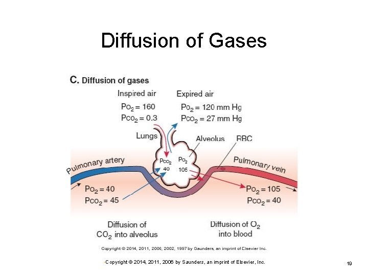 Diffusion of Gases • Copyright © 2014, 2011, 2006 by Saunders, an imprint of