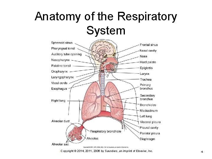 Anatomy of the Respiratory System • Copyright © 2014, 2011, 2006 by Saunders, an