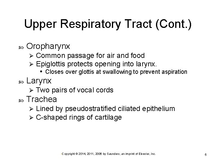 Upper Respiratory Tract (Cont. ) Oropharynx Ø Ø Larynx Ø Common passage for air