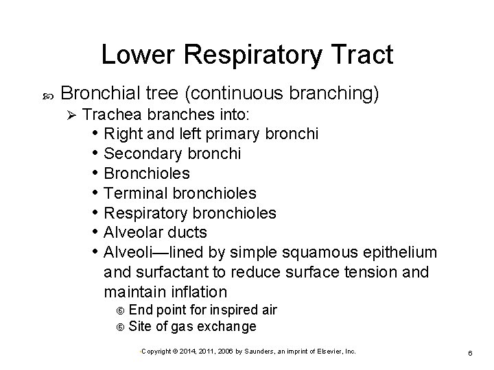 Lower Respiratory Tract Bronchial tree (continuous branching) Ø Trachea branches into: • Right and
