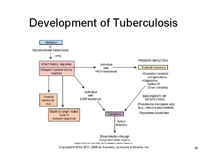 Development of Tuberculosis • Copyright © 2014, 2011, 2006 by Saunders, an imprint of