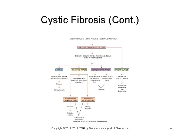 Cystic Fibrosis (Cont. ) • Copyright © 2014, 2011, 2006 by Saunders, an imprint