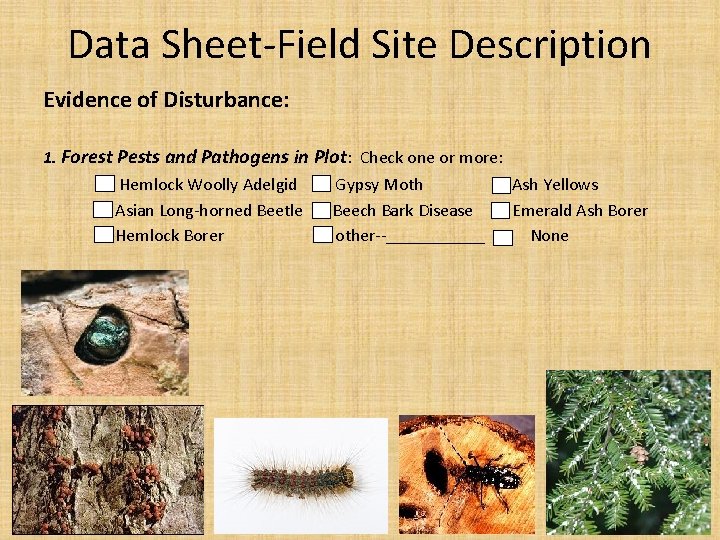 Data Sheet Field Site Description Evidence of Disturbance: 1. Forest Pests and Pathogens in Data Sheet Field Site Description Evidence of Disturbance: 1. Forest Pests and Pathogens in
