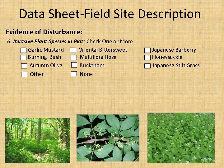 Data Sheet Field Site Description Evidence of Disturbance: 6. Invasive Plant Species in Plot: Data Sheet Field Site Description Evidence of Disturbance: 6. Invasive Plant Species in Plot: