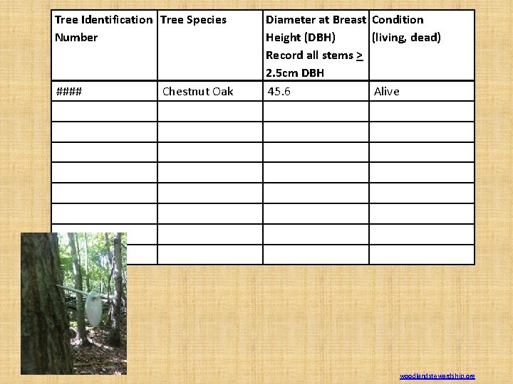 Tree Identification Tree Species Number #### Chestnut Oak Diameter at Breast Condition Height (DBH) Tree Identification Tree Species Number #### Chestnut Oak Diameter at Breast Condition Height (DBH)