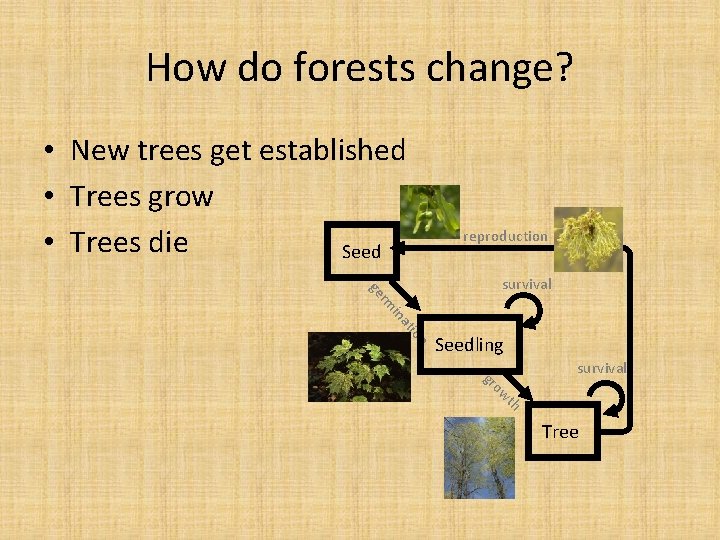 How do forests change? • New trees get established • Trees grow • Trees How do forests change? • New trees get established • Trees grow • Trees