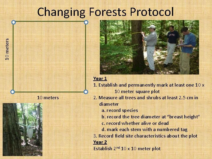 10 meters Changing Forests Protocol 10 meters Year 1 1. Establish and permanently mark 10 meters Changing Forests Protocol 10 meters Year 1 1. Establish and permanently mark