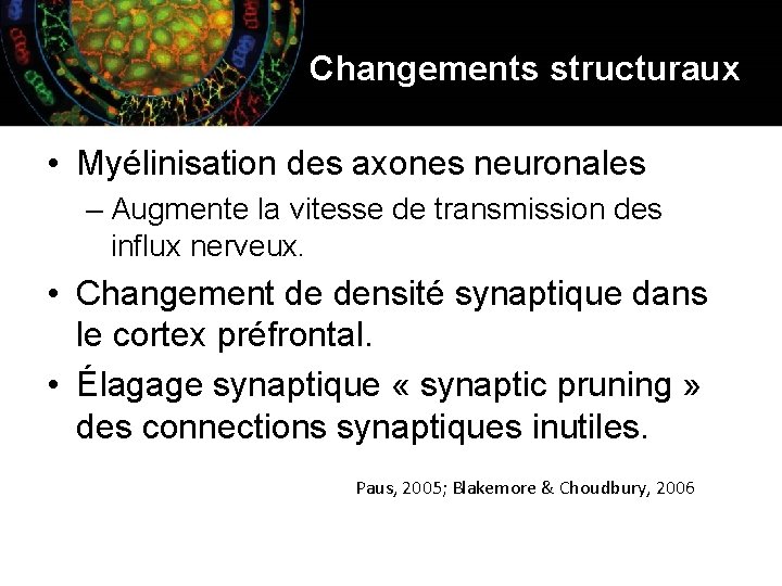 Changements structuraux • Myélinisation des axones neuronales – Augmente la vitesse de transmission des