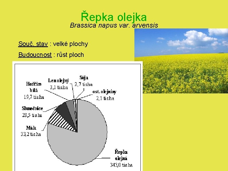 Řepka olejka Brassica napus var. arvensis Souč. stav : velké plochy Budoucnost : růst