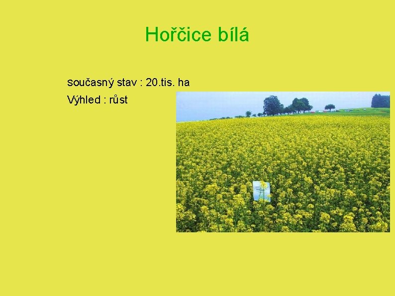 Hořčice bílá Současný stav : 20. tis. ha Výhled : růst 