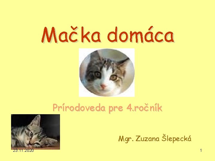 Mačka domáca Prírodoveda pre 4. ročník Mgr. Zuzana Šlepecká 23. 11. 2020 1 