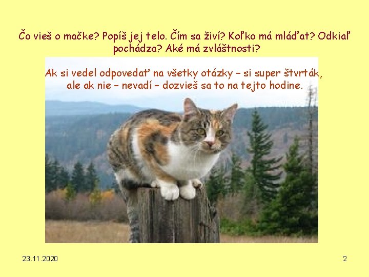 Čo vieš o mačke? Popíš jej telo. Čím sa živí? Koľko má mláďat? Odkiaľ