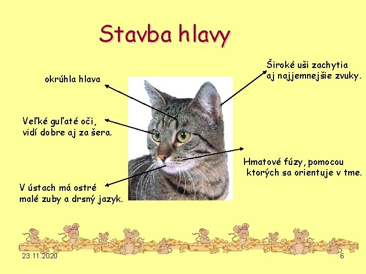 Stavba hlavy okrúhla hlava Široké uši zachytia aj najjemnejšie zvuky. Veľké guľaté oči, vidí