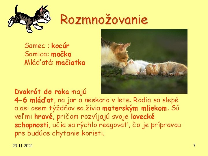 Rozmnožovanie Samec : kocúr Samica: mačka Mláďatá: mačiatka Dvakrát do roka majú 4 -6