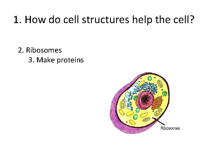 1. How do cell structures help the cell? 2. Ribosomes 3. Make proteins 