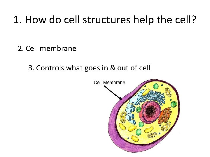 1. How do cell structures help the cell? 2. Cell membrane 3. Controls what
