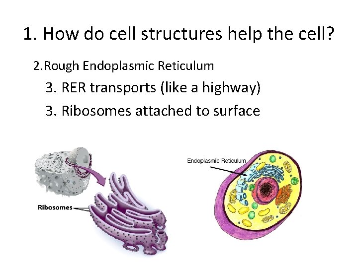 1. How do cell structures help the cell? 2. Rough Endoplasmic Reticulum 3. RER