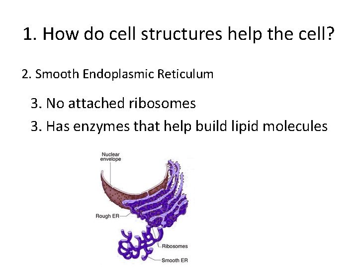 1. How do cell structures help the cell? 2. Smooth Endoplasmic Reticulum 3. No