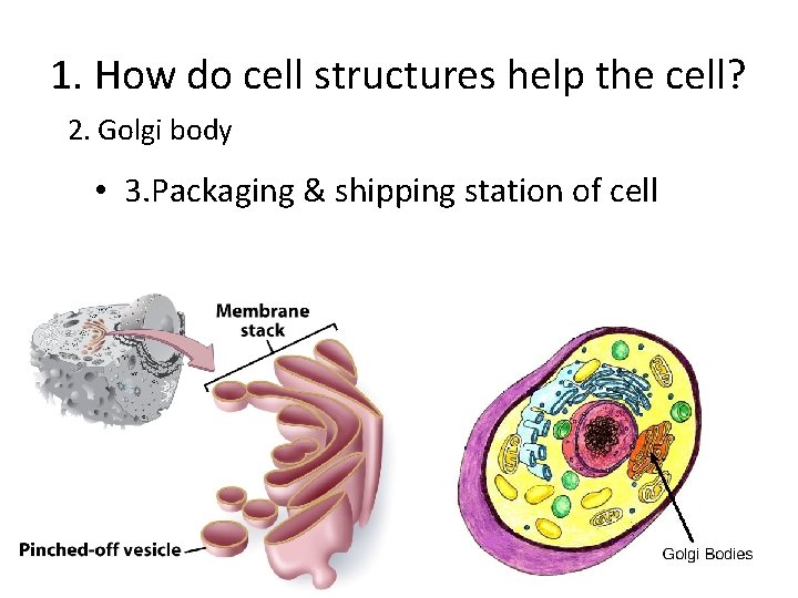 1. How do cell structures help the cell? 2. Golgi body • 3. Packaging