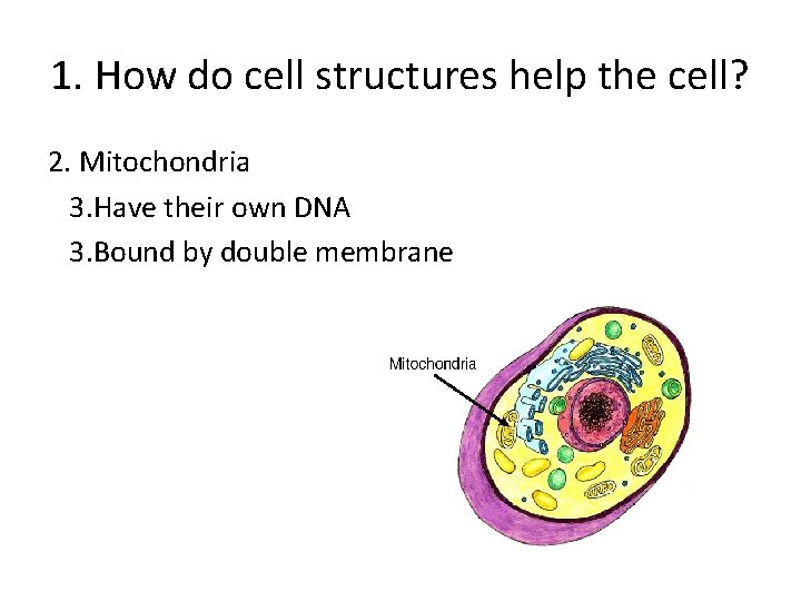 1. How do cell structures help the cell? 2. Mitochondria 3. Have their own