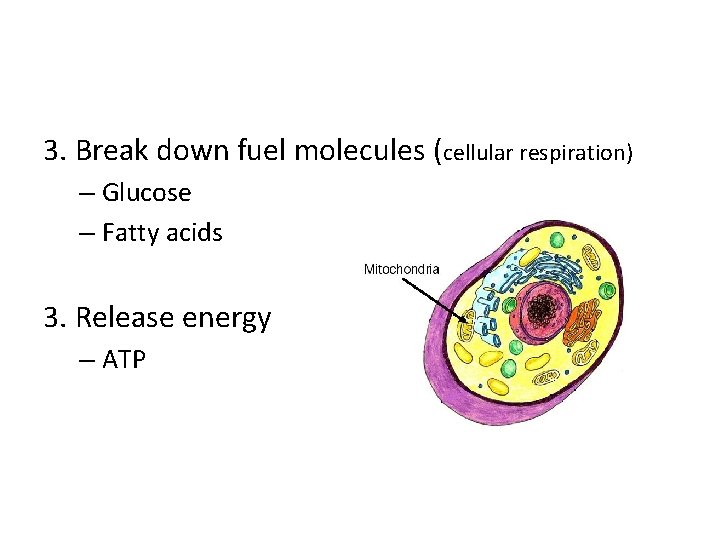 3. Break down fuel molecules (cellular respiration) – Glucose – Fatty acids 3. Release