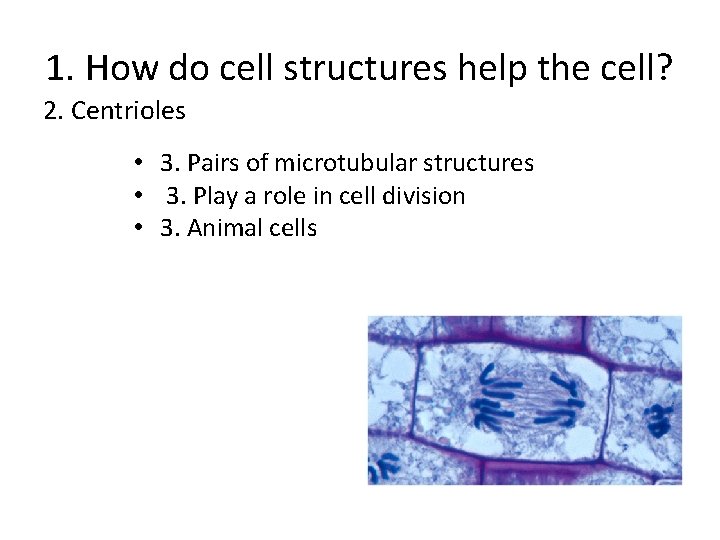 1. How do cell structures help the cell? 2. Centrioles • 3. Pairs of