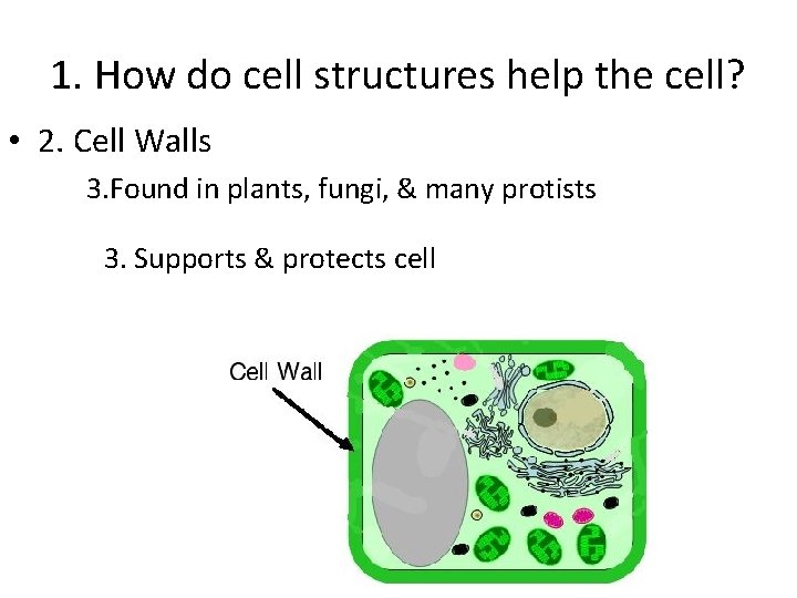 1. How do cell structures help the cell? • 2. Cell Walls 3. Found