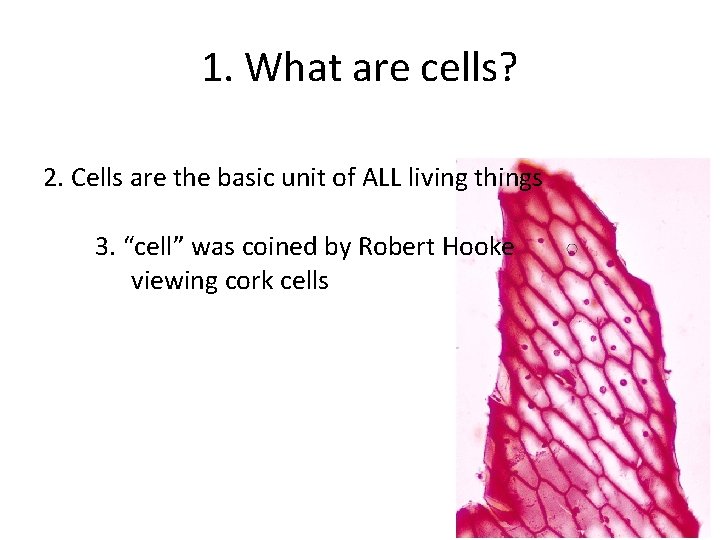 1. What are cells? 2. Cells are the basic unit of ALL living things