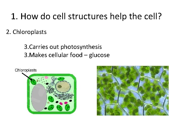 1. How do cell structures help the cell? 2. Chloroplasts 3. Carries out photosynthesis