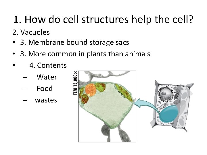 1. How do cell structures help the cell? 2. Vacuoles • 3. Membrane bound