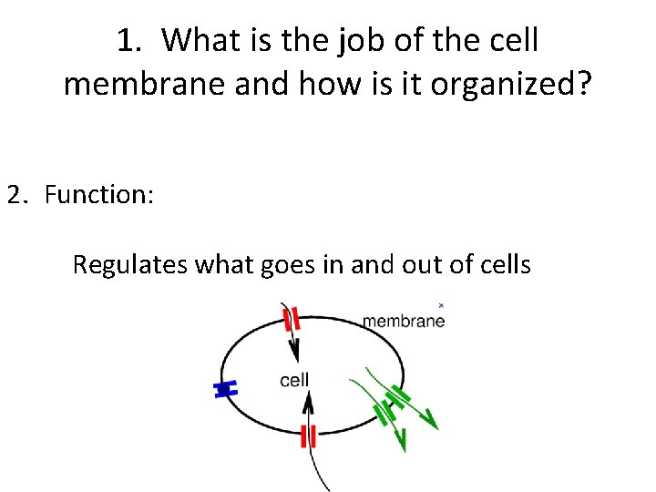  1. What is the job of the cell membrane and how is it