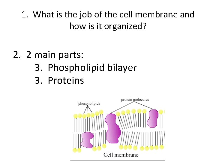 1. What is the job of the cell membrane and how is it organized?