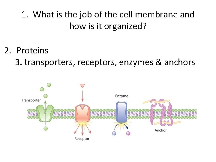 1. What is the job of the cell membrane and how is it organized?