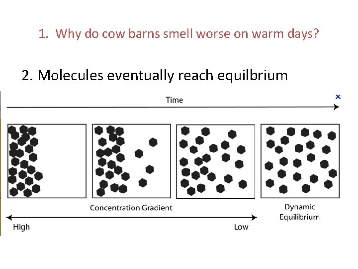 1. Why do cow barns smell worse on warm days? 2. Molecules eventually reach