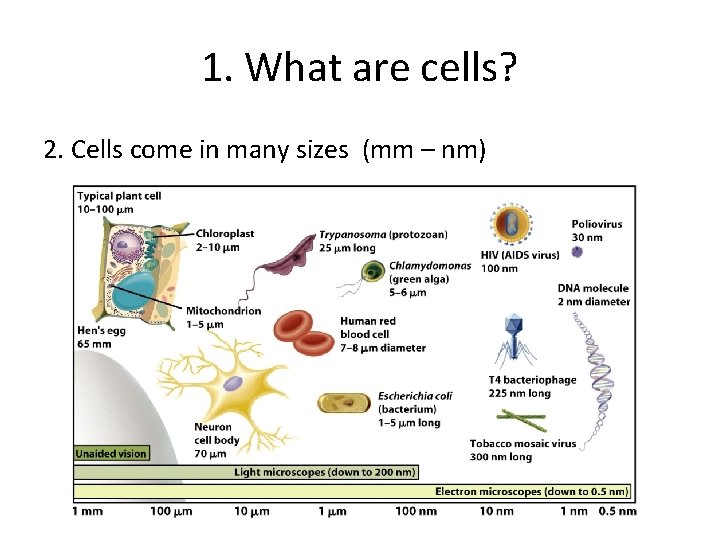 1. What are cells? 2. Cells come in many sizes (mm – nm) 