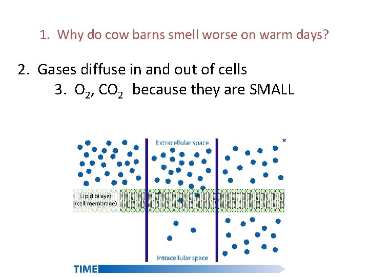 1. Why do cow barns smell worse on warm days? 2. Gases diffuse in