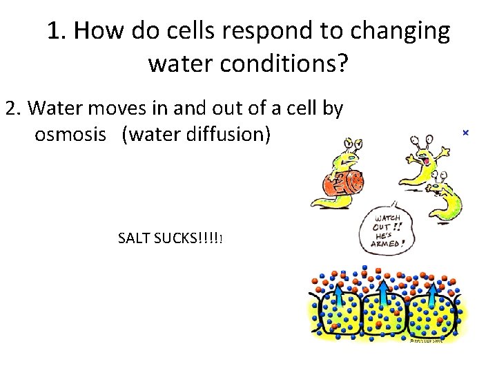 1. How do cells respond to changing water conditions? 2. Water moves in and