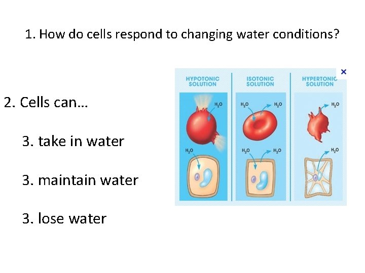 1. How do cells respond to changing water conditions? 2. Cells can… 3. take