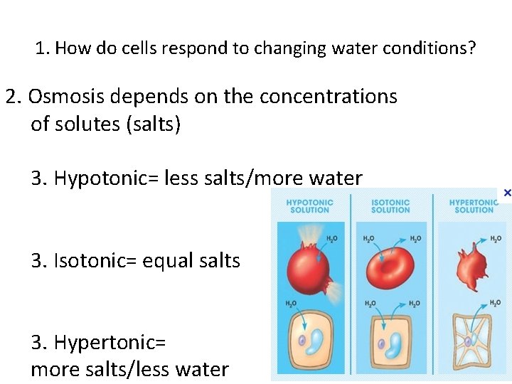 1. How do cells respond to changing water conditions? 2. Osmosis depends on the