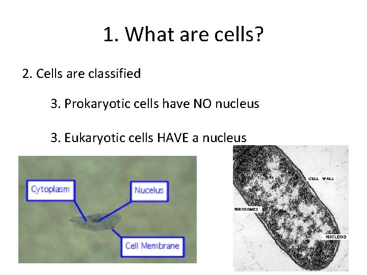 1. What are cells? 2. Cells are classified 3. Prokaryotic cells have NO nucleus