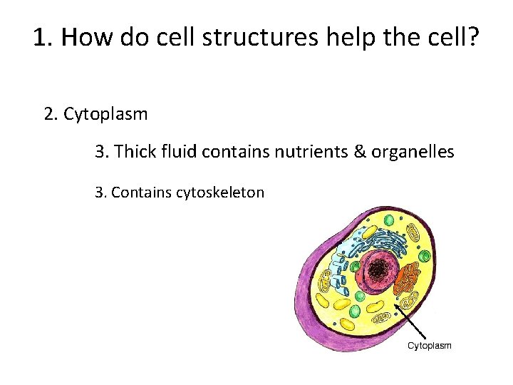 1. How do cell structures help the cell? 2. Cytoplasm 3. Thick fluid contains