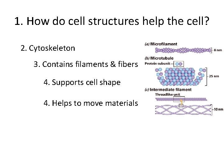 1. How do cell structures help the cell? 2. Cytoskeleton 3. Contains filaments &