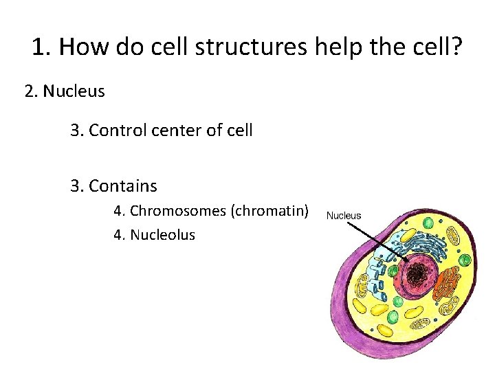 1. How do cell structures help the cell? 2. Nucleus 3. Control center of