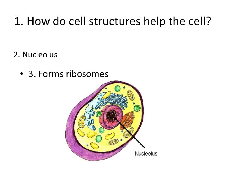1. How do cell structures help the cell? 2. Nucleolus • 3. Forms ribosomes
