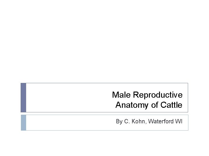 Male Reproductive Anatomy of Cattle By C. Kohn, Waterford WI 